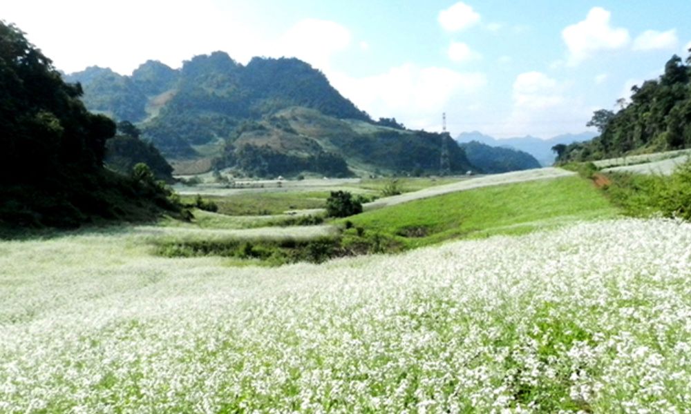 moc chau white mustard flower season